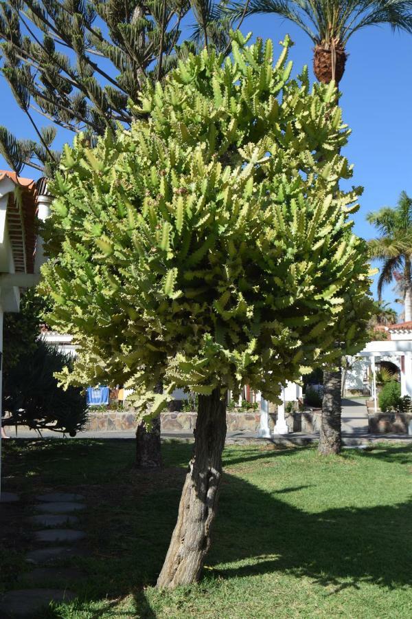 Parque Golf Fresh Apartment Maspalomas  Exterior foto